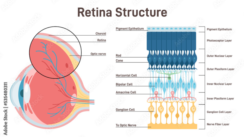 retinal photoreceptor cells structure