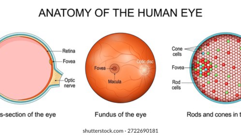 human eye retina anatomy illustration