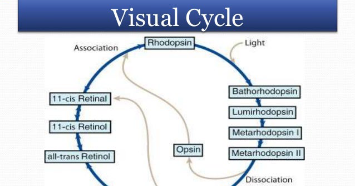 Visivra: La Bioquímica del Ciclo Visual y el Papel de la Vitamina A en la Visión Nocturna