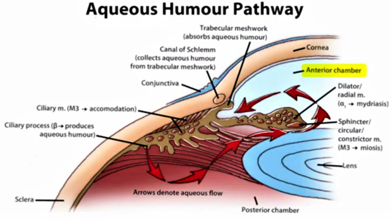 diagrama del flujo del humor acuoso en el ojo humano