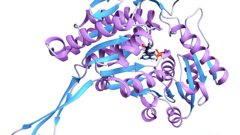 molecular pathway diagram TGF-beta and ALDH