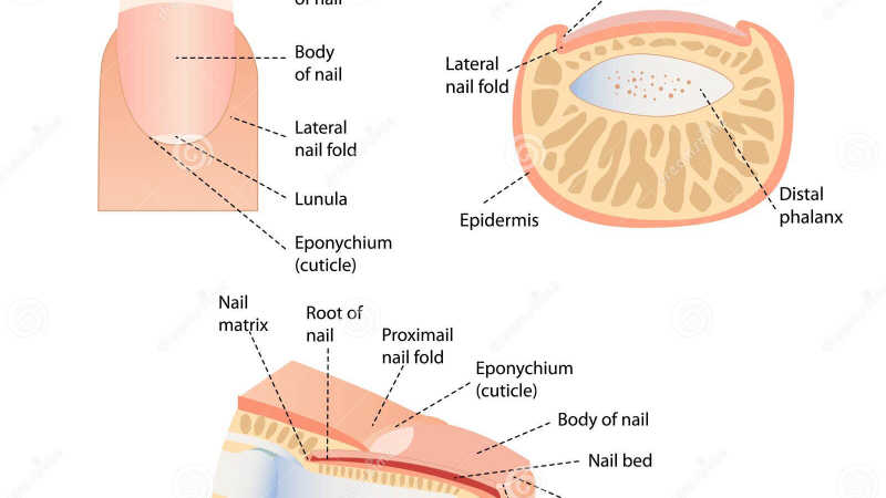 cross section of nail matrix showing fungal invasion