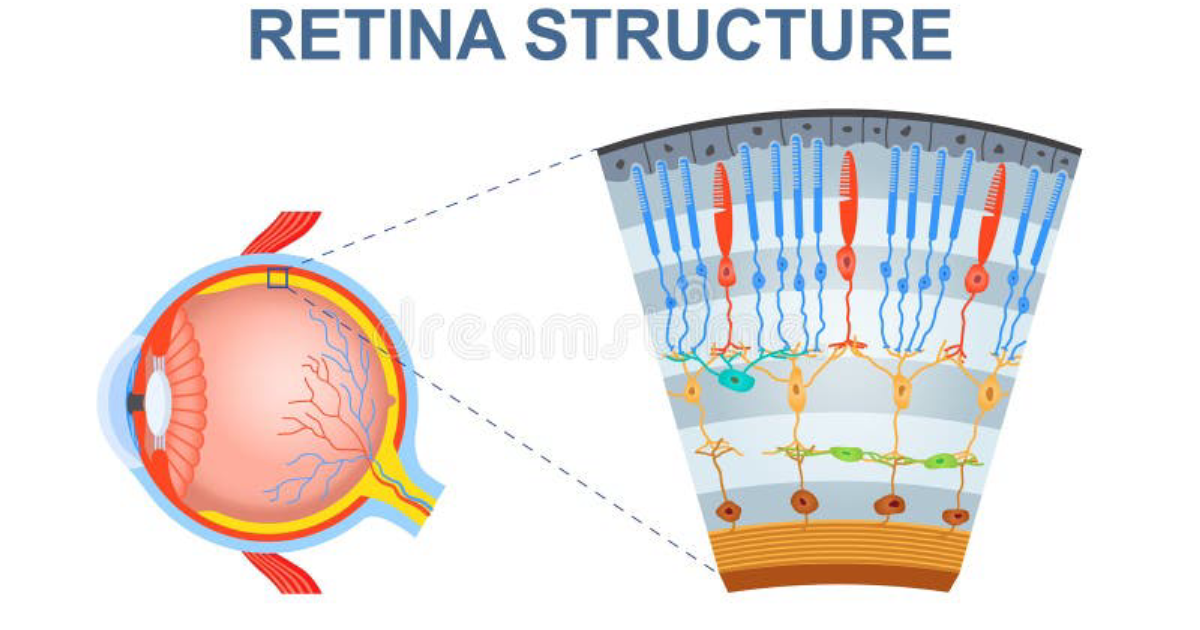 Visiflora: A Clinical Report on the Physiological Mechanisms Supporting Eye Health