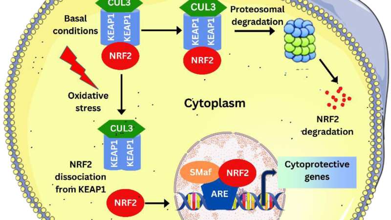 diagram showing Nrf2 pathway activation in a retinal cell