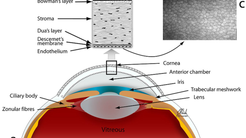 corneal cross-section showing oxygen diffusion through contact lens