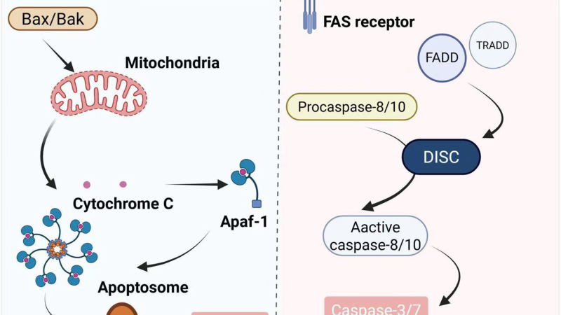 mitochondrial pathway of apoptosis diagram Bax cytochrome c