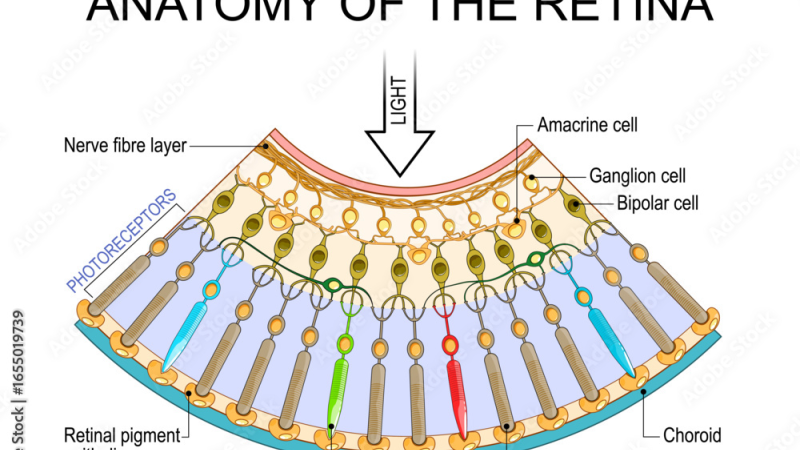 anatomical diagram of the retina showing rods, cones, and RPE