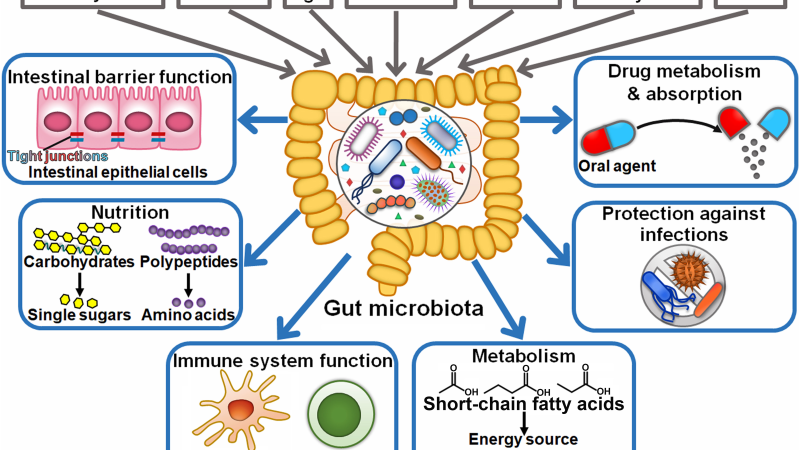 diagram showing gut microbiome to eye immune pathway