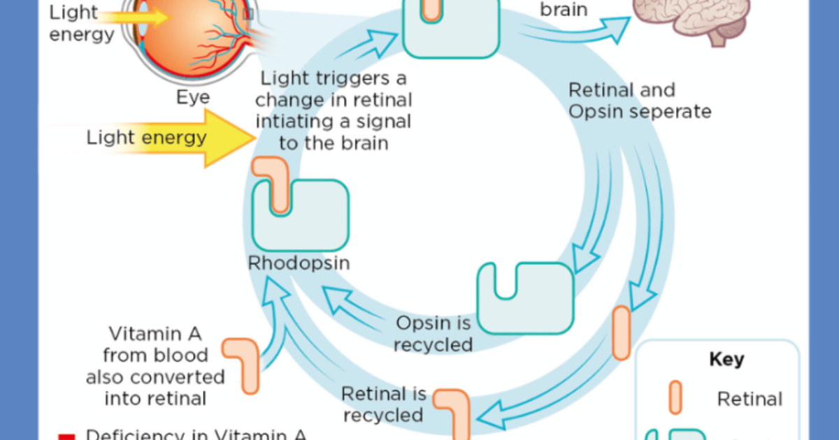 Visivra: The Vitamin A Pathway to Night Vision – How Rhodopsin Regeneration Prevents Night Blindness