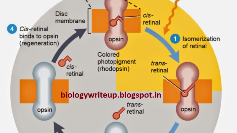 rod photoreceptor cell outer segment diagram showing rhodopsin regeneration cycle