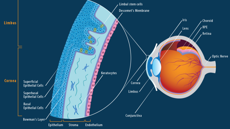 corneal anatomy layers diagram