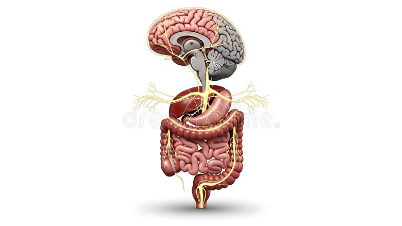 gut-brain axis inflammation diagram
