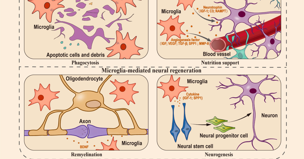 The Genius Wave : Comment les régimes anti-inflammatoires réduisent la neuroinflammation et le brouillard mental