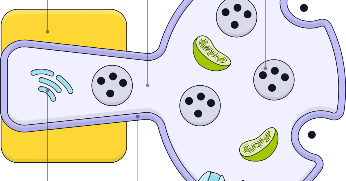 The Genius Wave : Comment la choline et l'Alpha-GPC améliorent la transmission synaptique