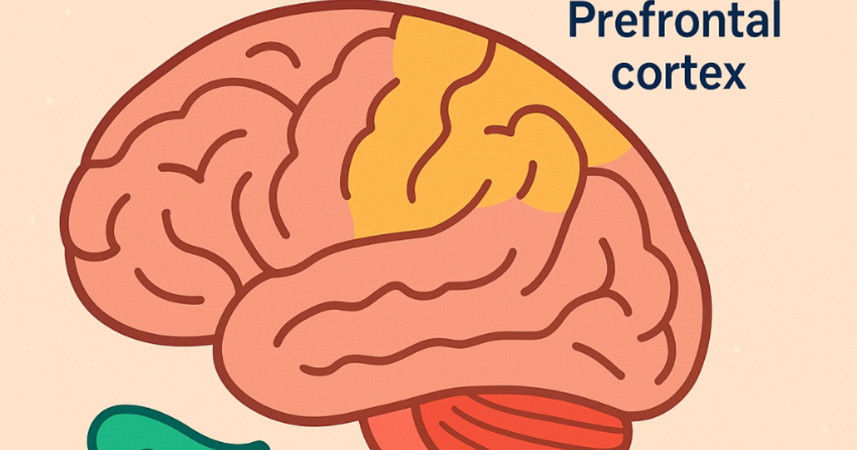The Genius Wave : Comment le stress chronique détruit vos synapses et altère votre mémoire