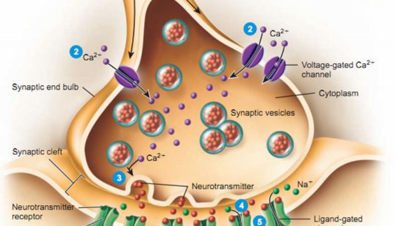 illustration of brain hippocampus acetylcholine synapses