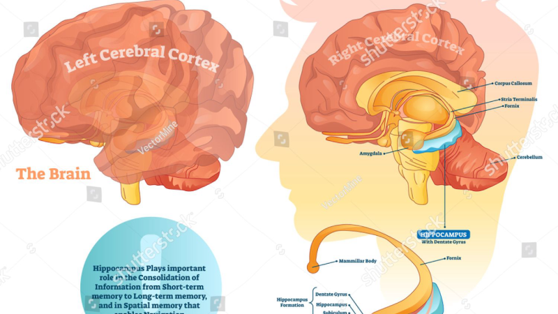 synapse structure and neurotransmitter release illustration