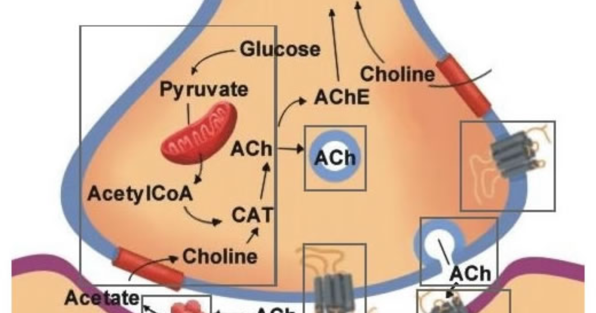 The Genius Wave : Comprendre le brouillard cérébral, de la neuroinflammation à la carence en acétylcholine
