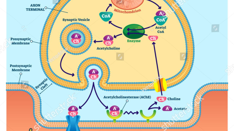 acetylcholine synapse diagram