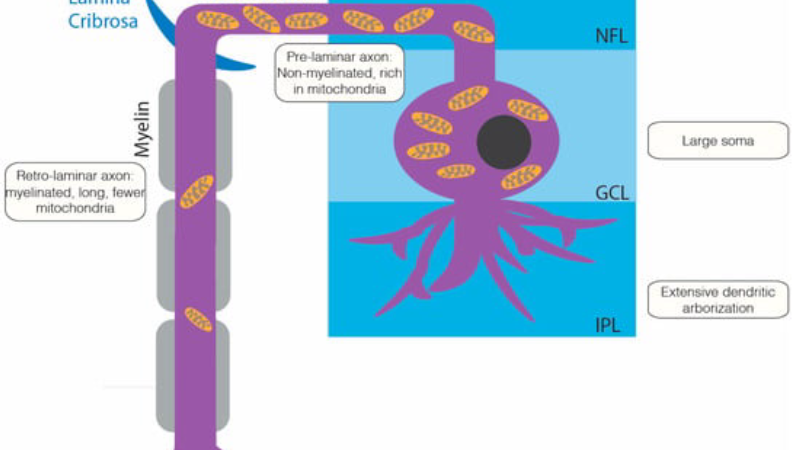 microscopie électronique de la lame criblée et fibres optiques comprimées