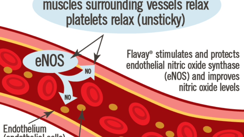 prostate and vascular system anatomy illustration