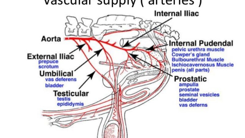 male reproductive system blood flow diagram