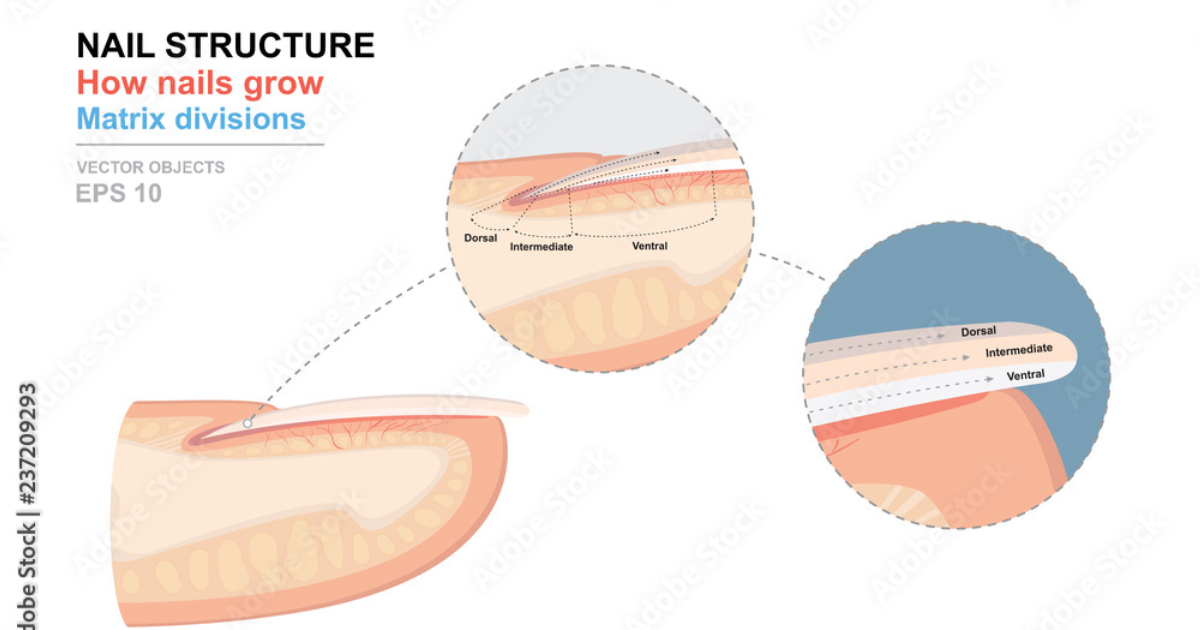 Mycosoothe : Les Mécanismes Physiologiques Derrière la Santé des Ongles