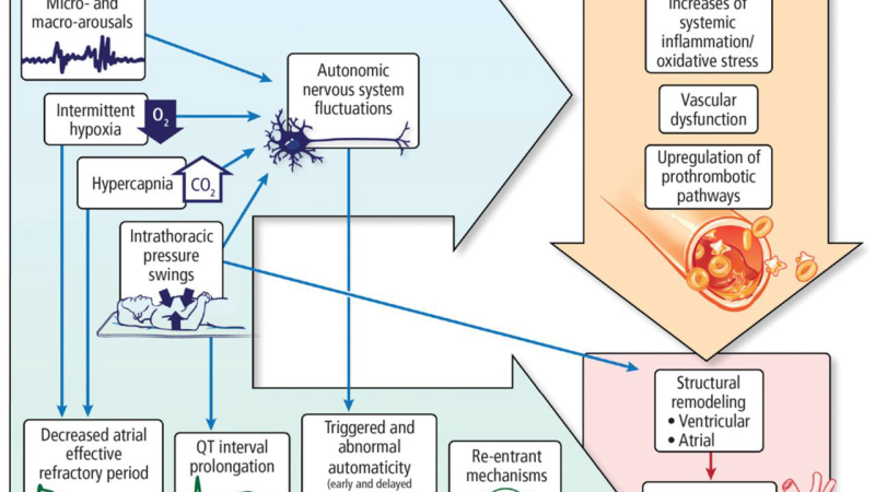 molecular pathway diagram showing HIF-1α, cytokines, and Nrf2