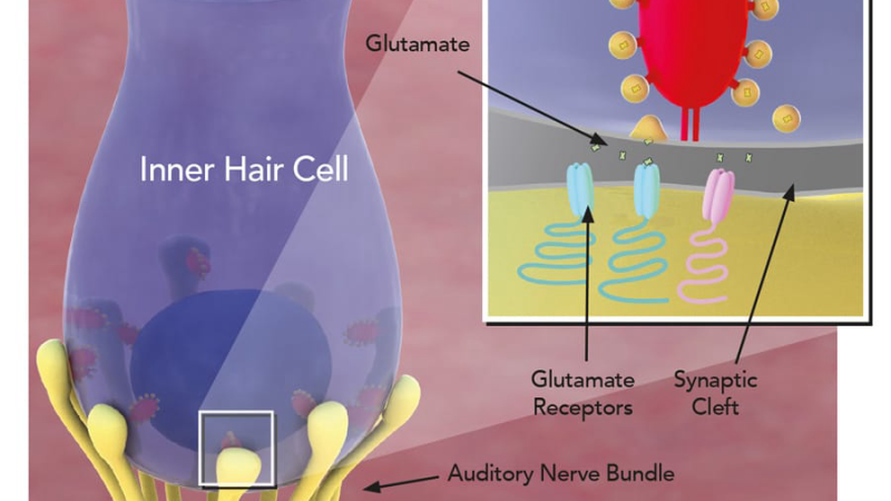 inner ear cochlea tinnitus illustration