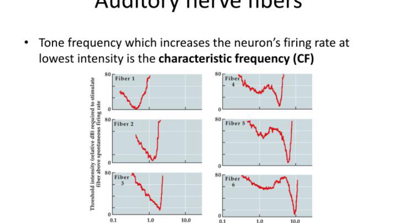 microscope hair cells glutamate receptors