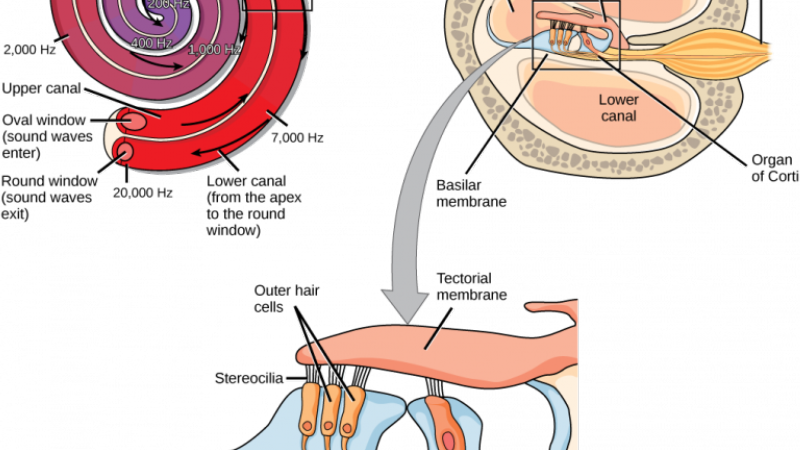 cochlear hair cells with blood flow and nutrients