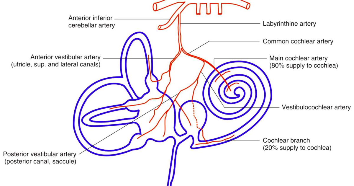 Audifort: The Vascular Connection