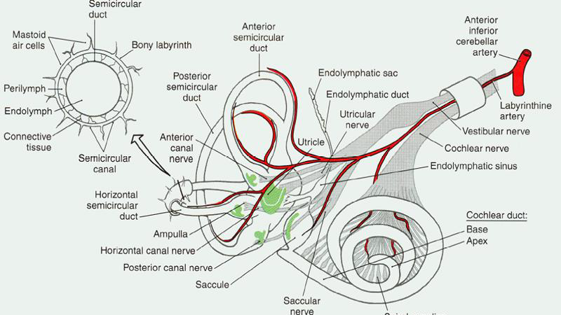 illustration of cochlear blood supply and hair cells