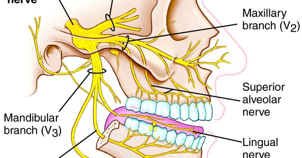 EchoXen: How Neck and Jaw Tension Fuel Tinnitus — The Somatosensory-Trigeminal Connection