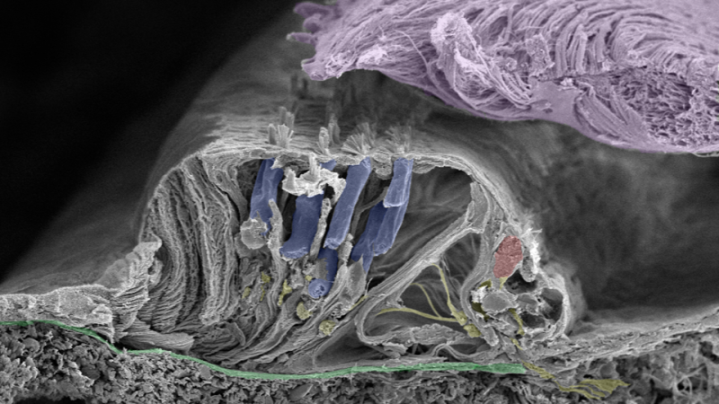 microscopic view of cochlear hair cells with surrounding capillaries