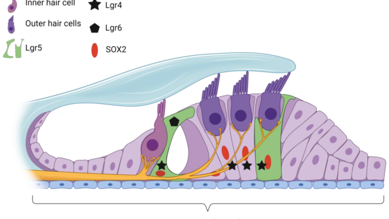 cochlear microcirculation diagram illustrating blood supply to hair cells