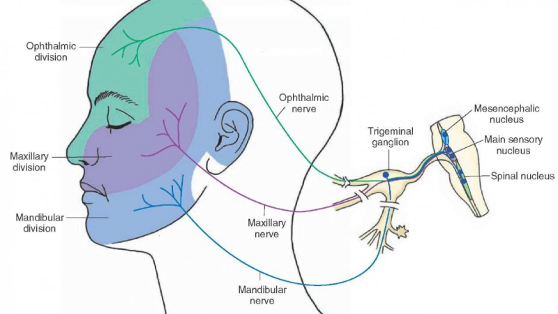 face trigeminal nerve pathways to ear