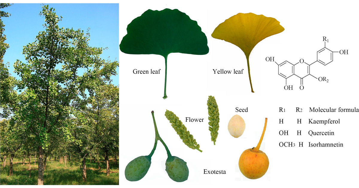 Whispeara Hearing Loss: New Discoveries on How This Ancient Herb Targets Phantom Sound