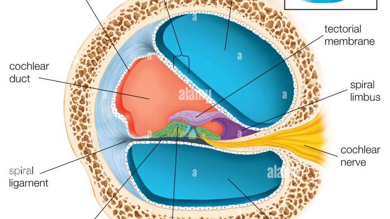 close-up of inner ear cochlea cross-section with blood vessels and hair cells