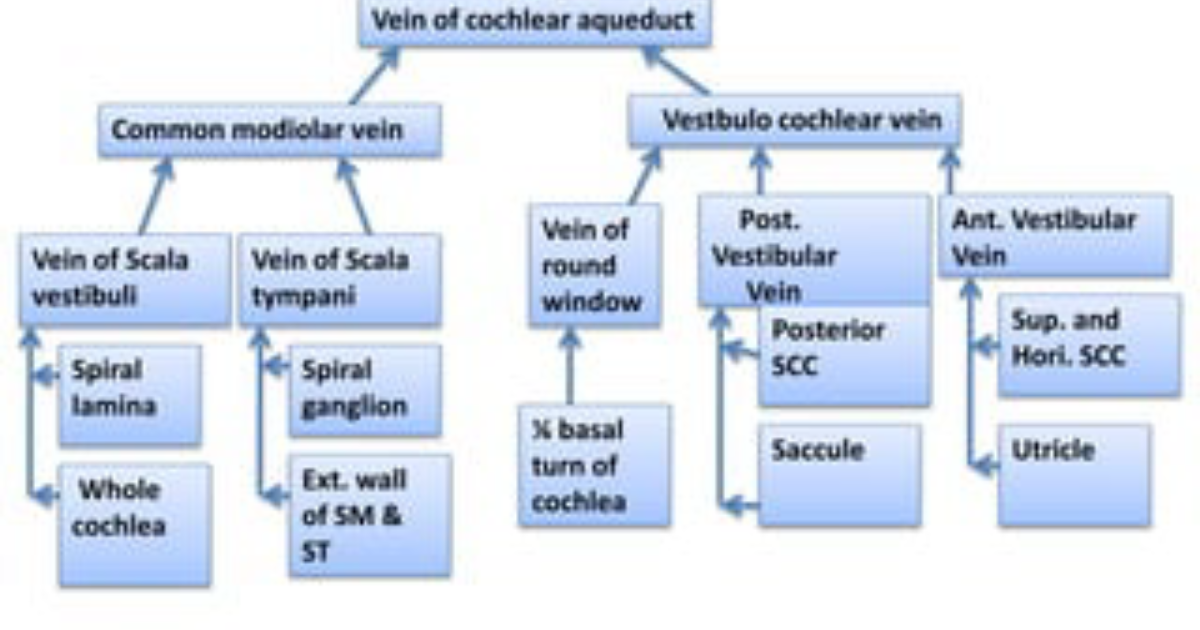 Neuro Quiet: How Cochlear Microcirculation Affects Meniere's Disease and Tinnitus