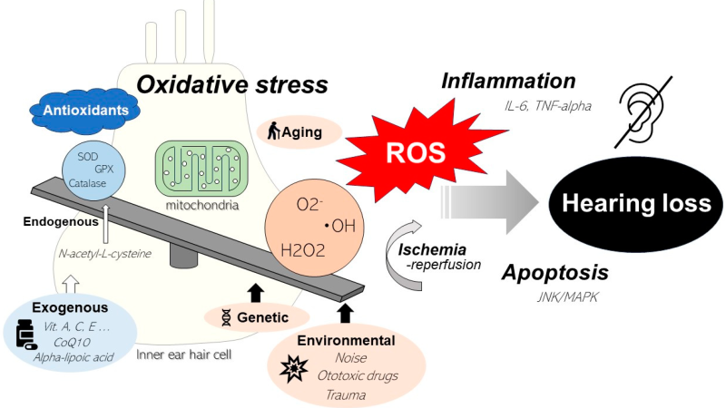 oxidative stress damage inner ear diagram