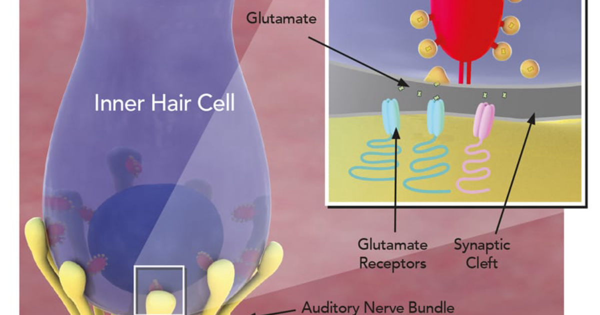 Neurocalm Pro: Glutamate Excitotoxicity — The Overstimulation Loop That Damages Your Auditory Nerve
