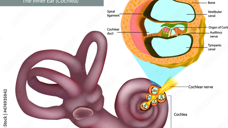 inner ear cochlea spiral ganglion neurons illustration