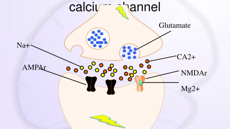 glutamate NMDA receptor calcium influx diagram