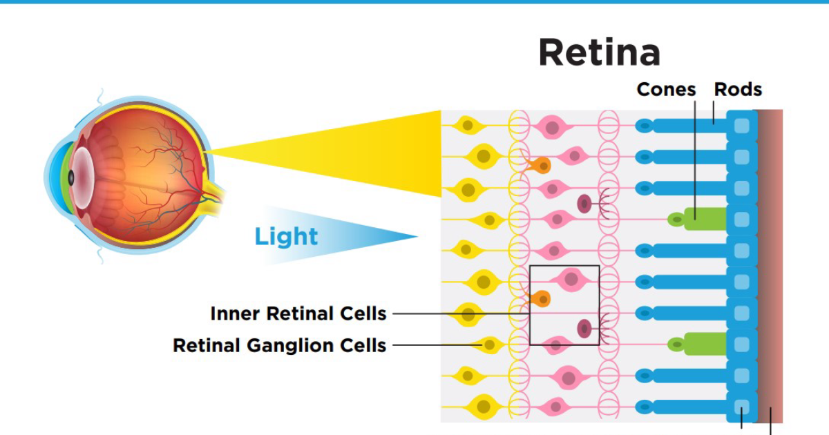 Optiplax: Clinical Report: The Physiological Mechanisms Behind Vision-Supporting Carotenoids and Their Efficacy for Eye Health