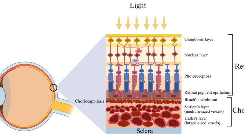illustration of choroidal blood vessels and macular pigment layer