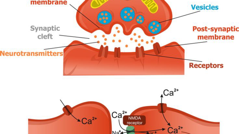 glutamate neurotransmitter pathway diagram