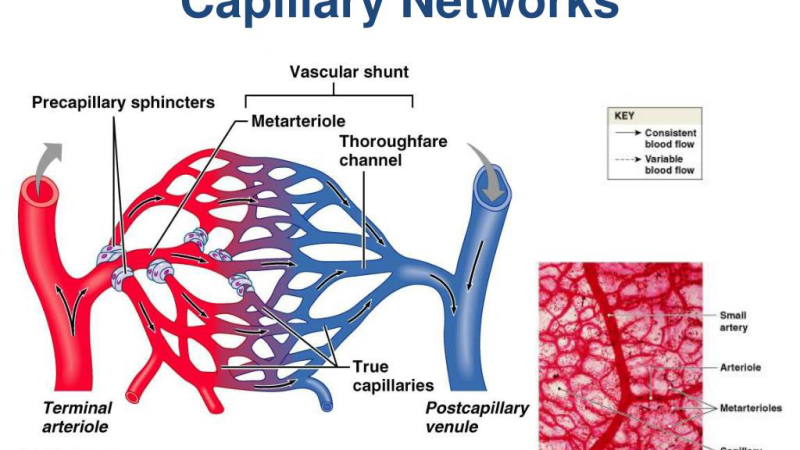 inner ear cochlea blood supply illustration