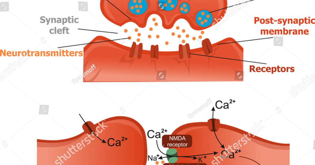 Quietum Plus: Glutamate Modulation as a Promising New Target for Tinnitus Treatment Based on Excitotoxicity