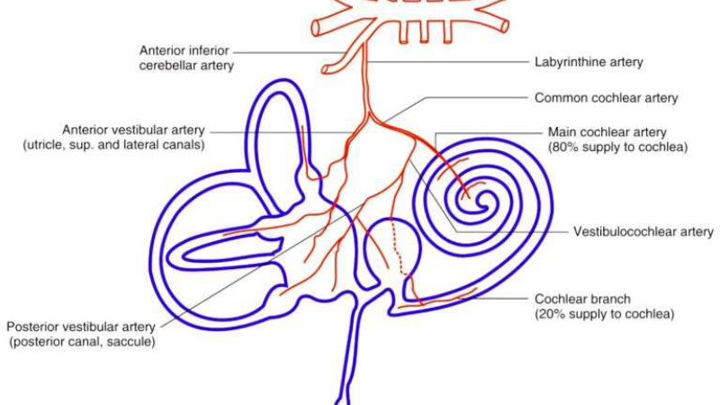 diagram of auditory cortex neural firing and cortisol